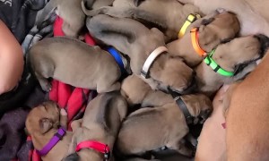 Girl Naps with Newborn Puppies