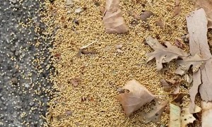 Odd Jumping Oak Galls 'Pop' Along Street Side