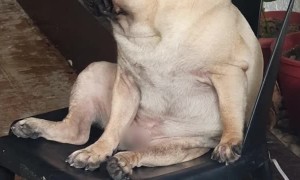 Pug Nodding Off During Siesta Time