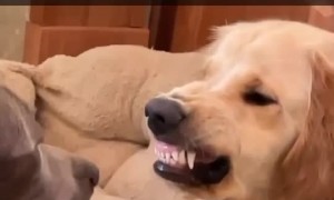 Golden Shows Some Attitude Then Some Smiles