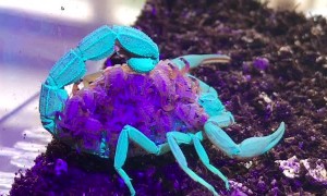 Scorpion and Babies Under UV Light