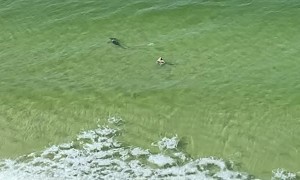 Hammerhead Shark Speeds Towards Fish Fleeing Behind Swimmer