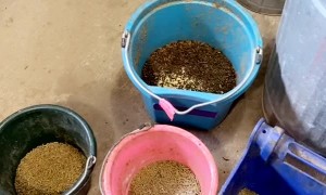 Owen Knows When it's Breakfast Time