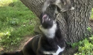 Baby Animal Pals Play Together in Tree