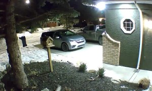 Deer Drops An Antler