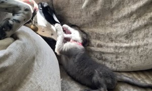 Rescued Baby Fox Plays with Dog