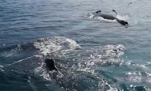 Humpback Whales Blow Bubble Net