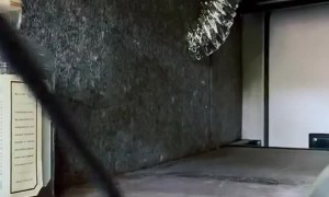 Rescue of Wren Stuck in Glue Trap