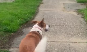 Dog Pushes Crosswalk for Owner
