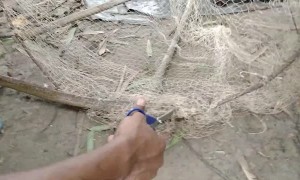 Patient Man Cuts Snake Free From Net