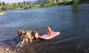 Big Dog Rescues Little Dog From Floating Away