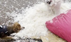 Doggy Having a Blast Destroying Her Blanket