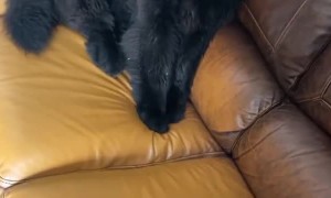 Huge Puppy Steal Humans Spot