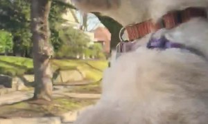 Doggy Enjoying a Windy Drive