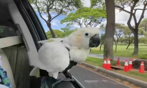 Koko the Cockatoo Windsurfing in Car