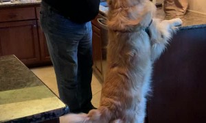 Excited Pup Activates Leg Springs