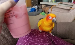 Bird Shakes Along to the Beat of an Icy Drink