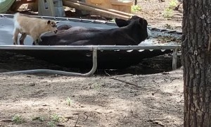 Baby Goat Can't Convince Bovine Bud to Bounce