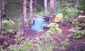 Black Bears Bout over Delicious Bait