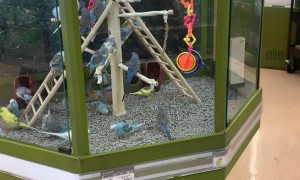 Doggy Suddenly Stops and Points to Birds