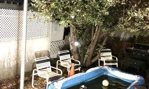 Family of Bears Enjoy a Late Night Pool Party