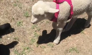 Lost Lamb Becomes Loyal Pack Member