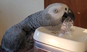 Smart Bird Breaks into Snacks