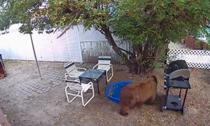 Bear Tries Foraging Empty Apple Tree