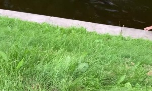 Exhausted Dog Extracted From Canal