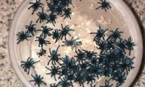 Tiny baby tarantulas all move in rhythm 
