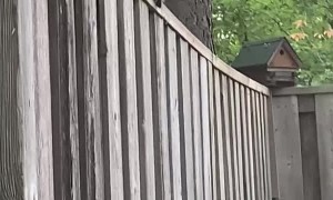 Chucky the Squirrel Visits Human Friend