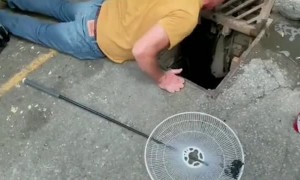 Ducklings Rescued from Sewer Drain