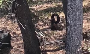 Bear Cubs Turn Backyard into Playground