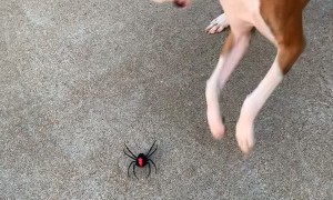 Fake Spider Bamboozles Boxer