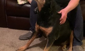 Pampered Pup Gets a Massage