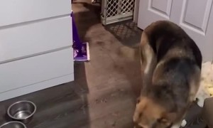 Doggos Try to Hide Who Tore Up the Couch