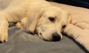 Golden Prepares Bed for Snout Landing