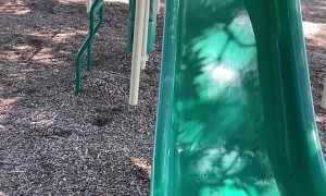 Syrian Bears Both Love Slide