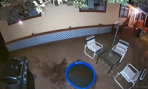 Bear Cools Off at Night in Kids Swimming Pool