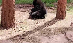 Itchy Noggin Needs A Scratching Stick