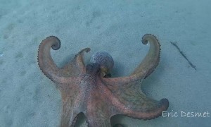 Beautiful Octopus Peruses along Ocean Floor
