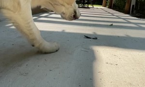 Doggy Spots Spooky Feather