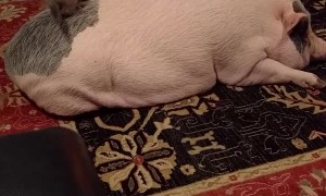 Rambunctious Kitties Play on a Pig