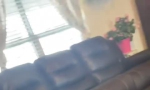 Puppy Pounces on Chihuahua