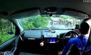 Cattle Behind Curve Almost Crash Car