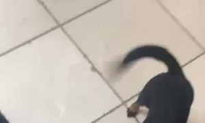 Sausage Dog Steals Shrimp