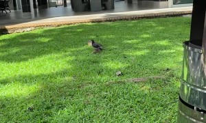Pigeon Freed From Plastic Bag