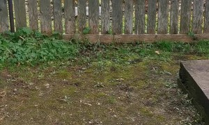 Saving a Crow Stuck in a Fence