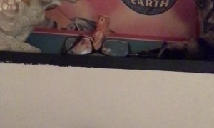 Cat Knocks Glasses Onto Face