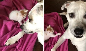 Dog Plays With Tiny Foster Kitten During Babysitting Duties
